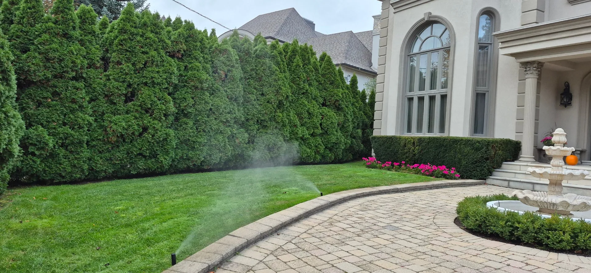 Pop-up sprinklers watering a front lawn beside a cedar hedge and stone driveway