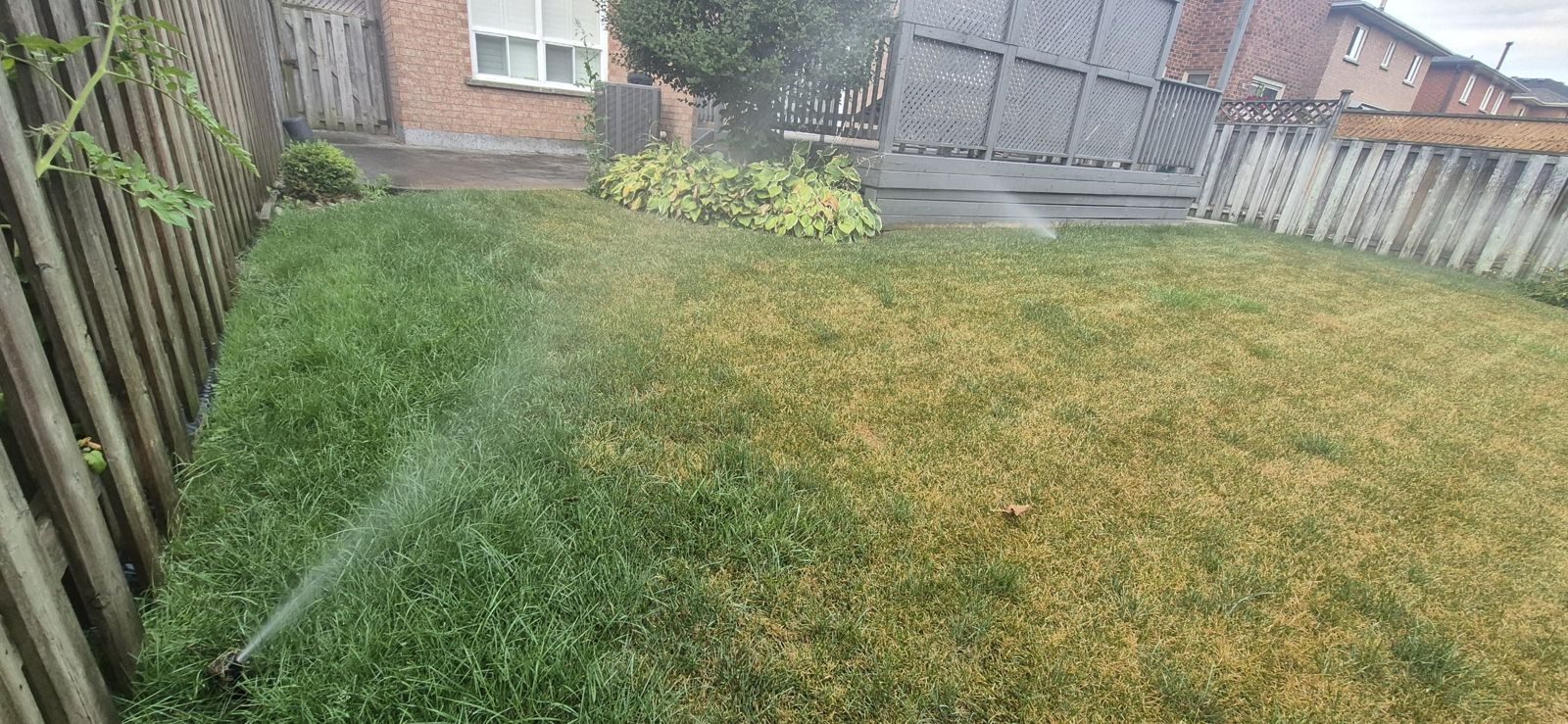 Repaired backyard sprinkler spraying over a lawn that is recovering from dry patches