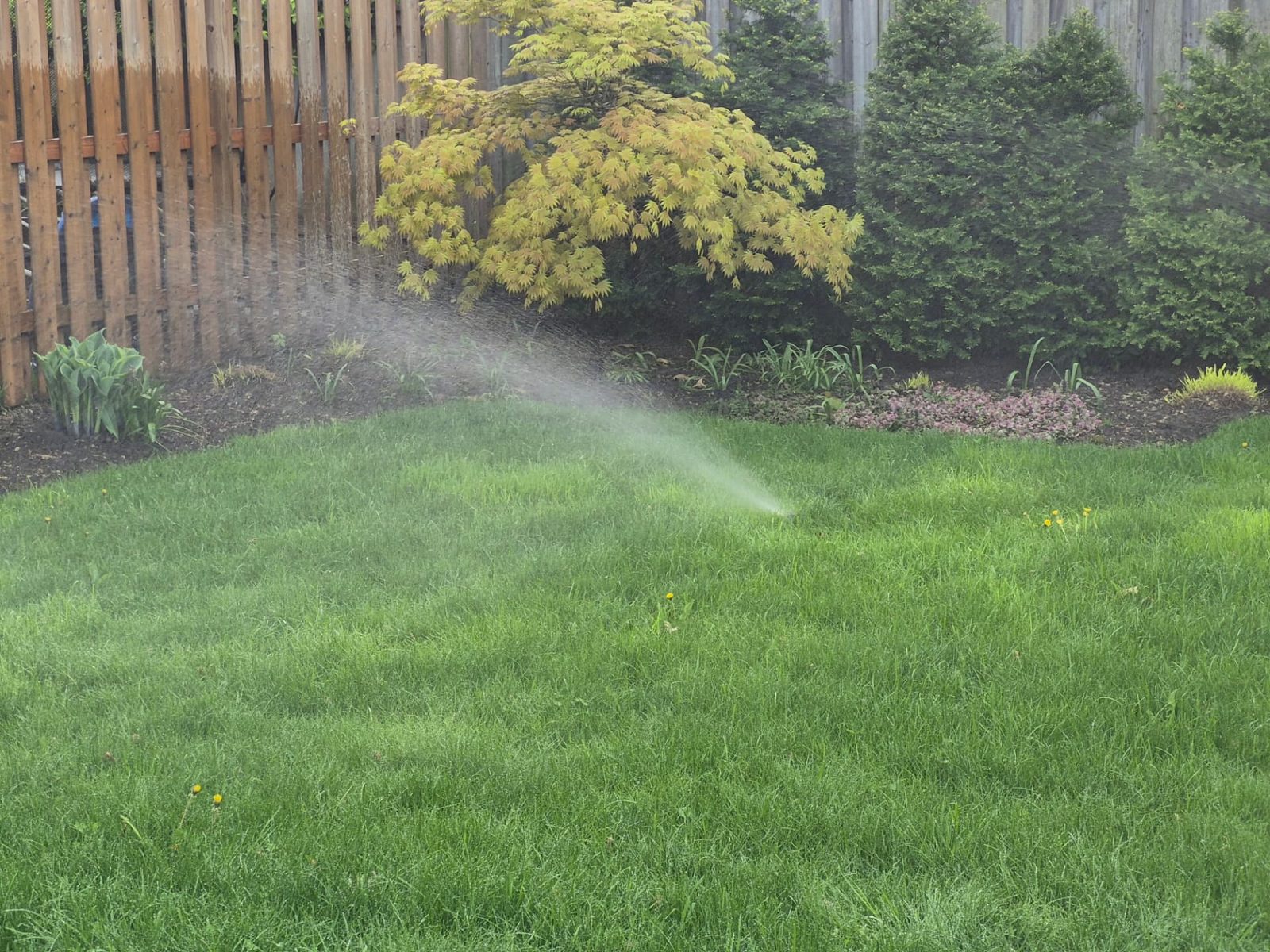 Sprinkler mist watering a backyard lawn and garden beds around a Japanese maple by a wooden fence